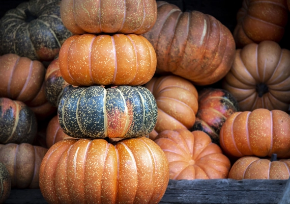 millo-moravski-2-26-1